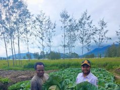 Panen Memuaskan, Kepala Dinas Pertanian Apresiasi Kerja Keras Petani di Deiyai
