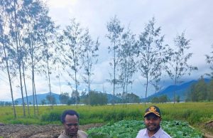 Panen Memuaskan, Kepala Dinas Pertanian Apresiasi Kerja Keras Petani di Deiyai