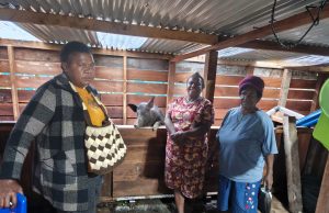 Dinsos Deiyai Beli Bibit dari Warga, Salurkan Kembali untuk Pemberdayaan