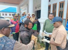 DPMK Deiyai Bagikan Ternak Babi kepada Pengurus BUMDes yang Dinilai Aktif Kembangkan Usaha