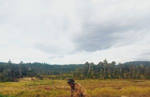 Kekeringan di Kuyawage Ancam Ketahanan Pangan, Warga Minta Pemerintah Segera Bentuk Tim Tanggap Darurat