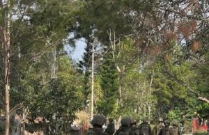 Soroti Penyisiran di Sinakma, KNPI Jayawijaya Minta Aparat Bertindak Terukur
